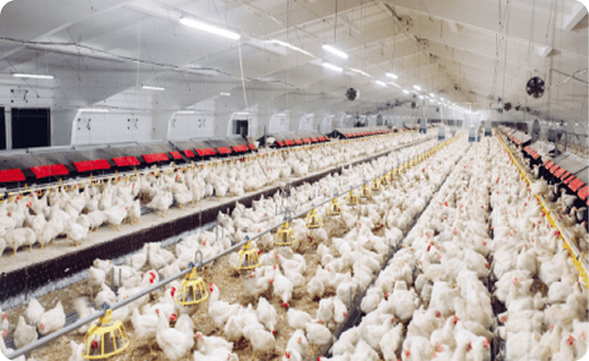 Poultry Houses